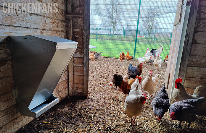 the free range feeder mounted to a wall of a chicken coop. this feeder was voted our best chicken feeder for large flocks because of its large capacity