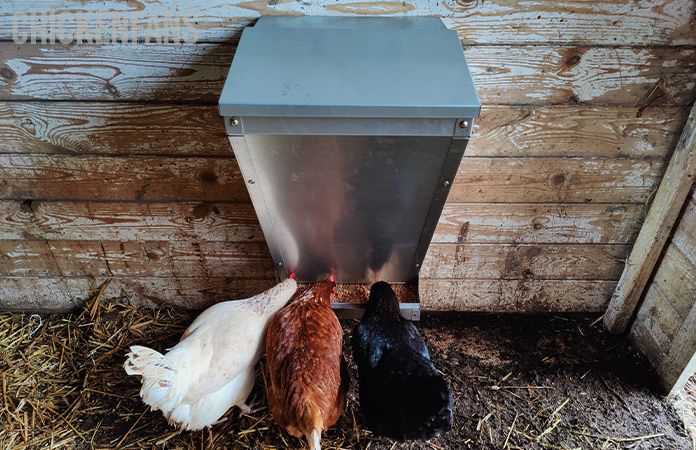 three chickens eating out of the free range feeder chicken feeder