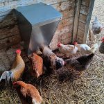 chickens eating from a free range feeder