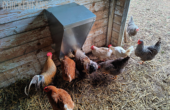 chickens eating from a free range feeder