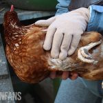 a chicken held to be inspected for lice and other parasites
