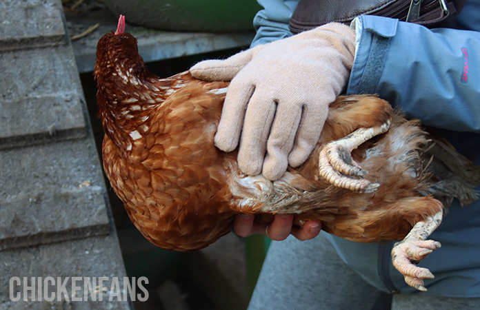 a chicken held to be inspected for lice and other parasites