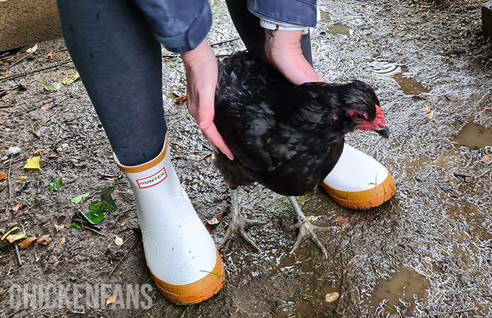 checking a hen on lice