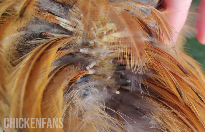 check the feathers of a chicken for lice