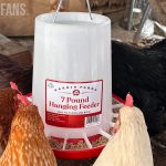 chickens eating from a manna pro harris farms feeder