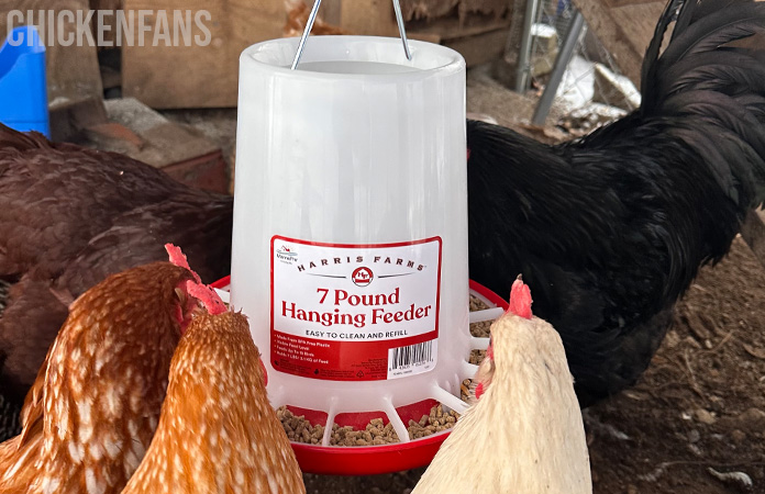 chickens eating from a manna pro harris farms feeder