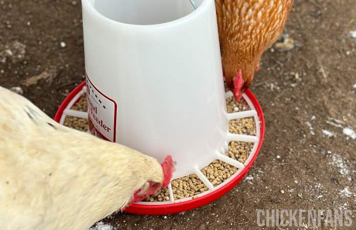 two chickens eating from the manna pro chicken feeder