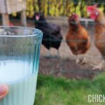 a glas of milk held before chickens