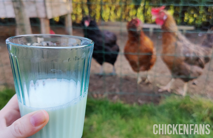 a glas of milk held before chickens