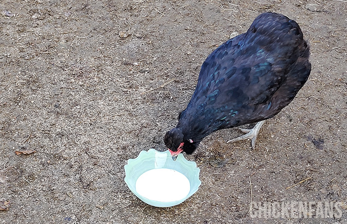 a chicken drinking from a bowl of milk
