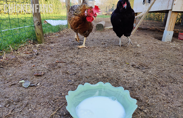 two chickens walking towards a bowl filled with milk