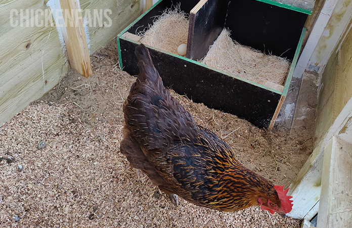 my favorite chicken nesting pads inside nesting boxes 