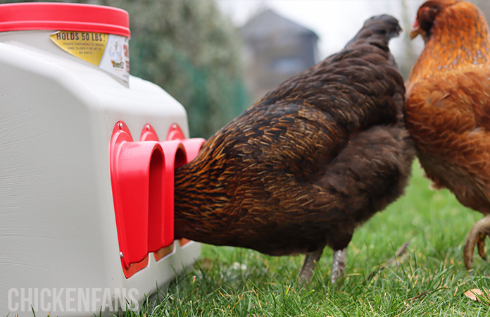 a chicken eating from the overez chicken feeder