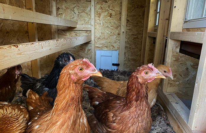 double roosts in the overez chicken coop