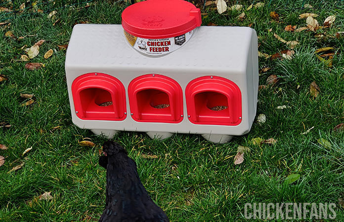 a chicken looking at the OverEZ chicken feeder with its three feeding ports