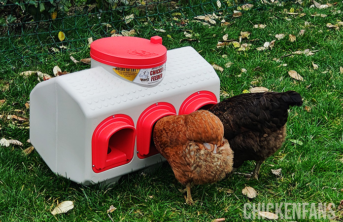 two chickens eating from a overez chicken feeder