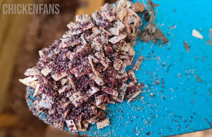 red mites seen between the bedding of a chicken coop