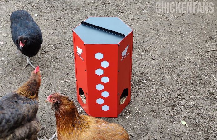 3 chickens at the run chicken feeder