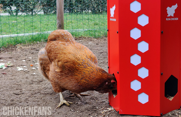 a chicken eating from the run chicken feeder