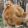 silkies