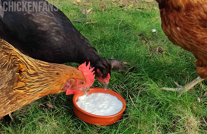 two hens eating yogurt