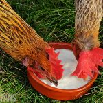 two hens eating yoghurt
