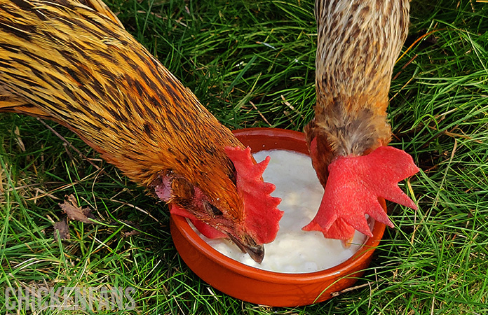 two hens eating yoghurt