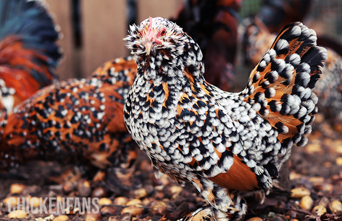 a millefleur belgian bearded d uccle hen