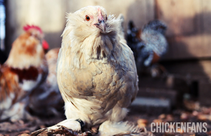 a porcelain belgian bearded d uccle hen