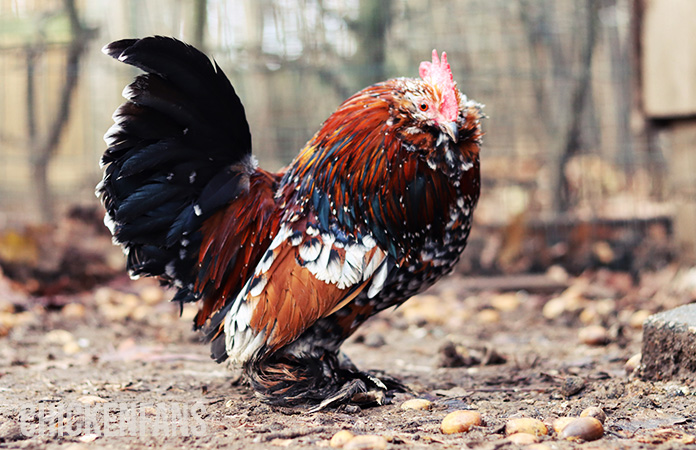 A millefleur Belgian d'Uccle Rooster