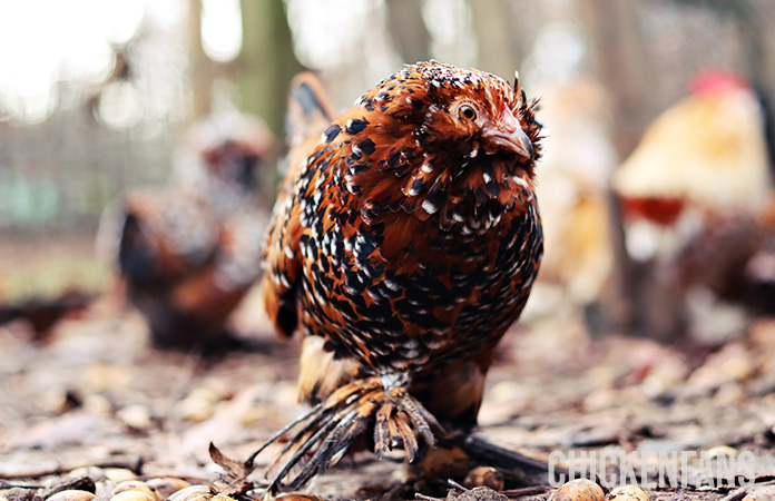 a millefleur belgian d uccle hen, a fluffy chicken breed