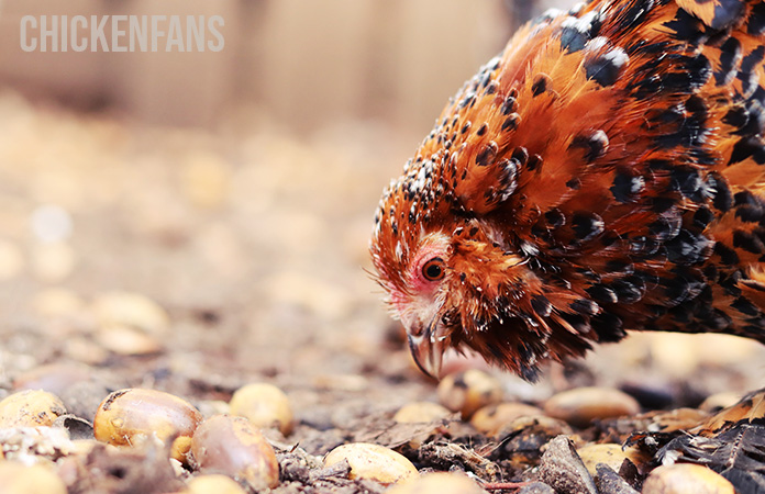 a close up of a belgian bearded d'uccle millefleur hen