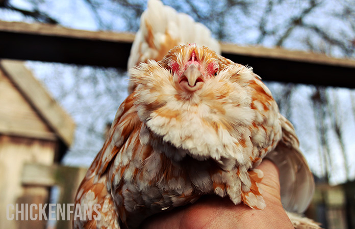 a porcelain hen of belgian bearded d uccle with muffs and beard