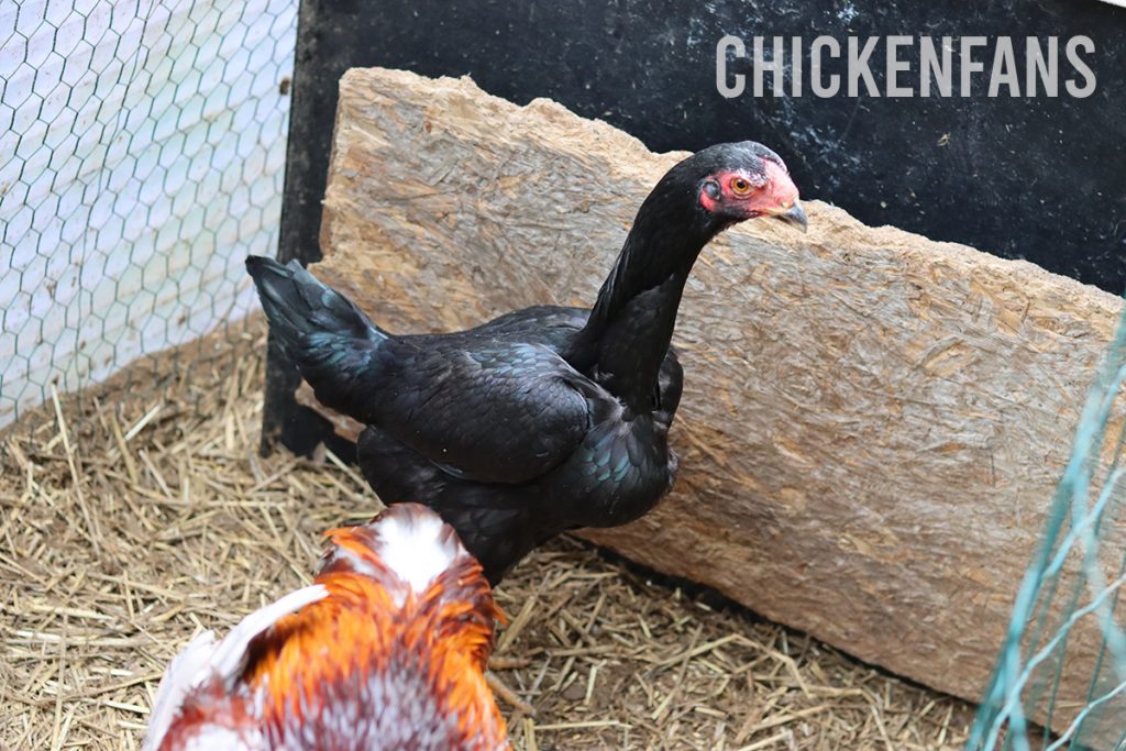 Entirely Black Malay hen with Red Partridge Malay Rooster as a single pair in a breeding pen