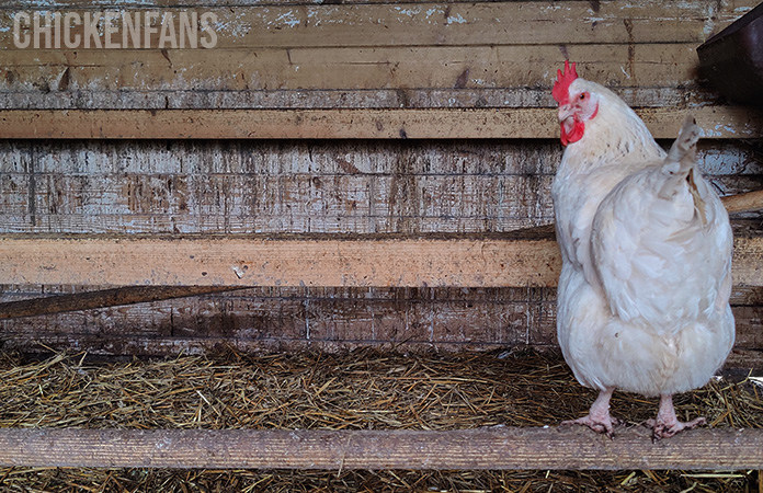 a chicken sitting on a roost