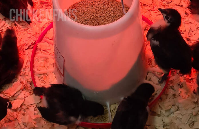 chicks in a brooder on a feeder