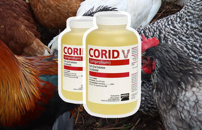 Corid for chickens