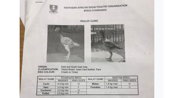 printed paper with the specifications for Malay chickens publishd by the southern african show poultry organisation