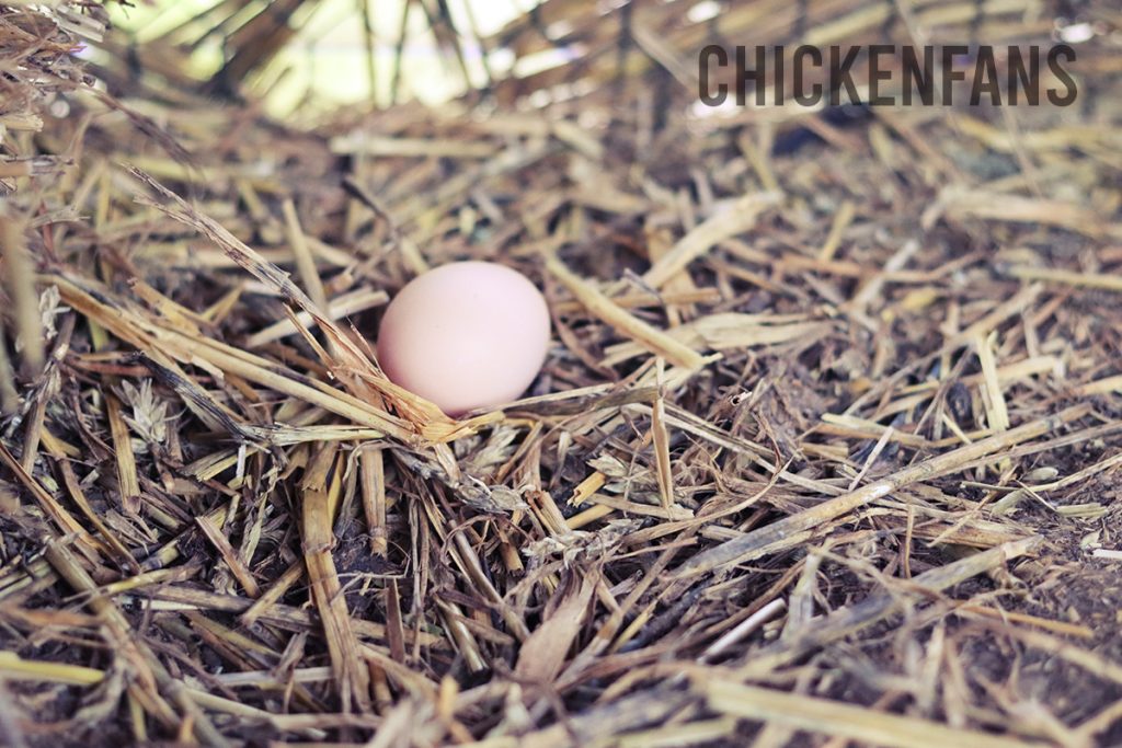 Close up of a light brown / tinted Malay chicken egg