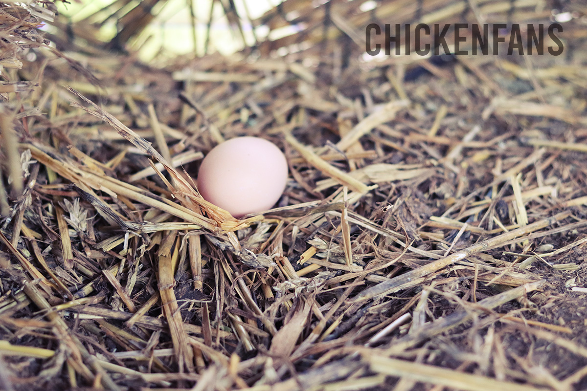 When Do Chickens Start Laying? Cracking The Code Chicken Fans