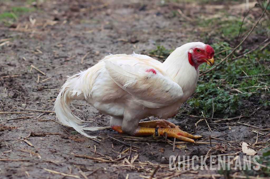 Malay chicken that collapsed and is sitting on the ground