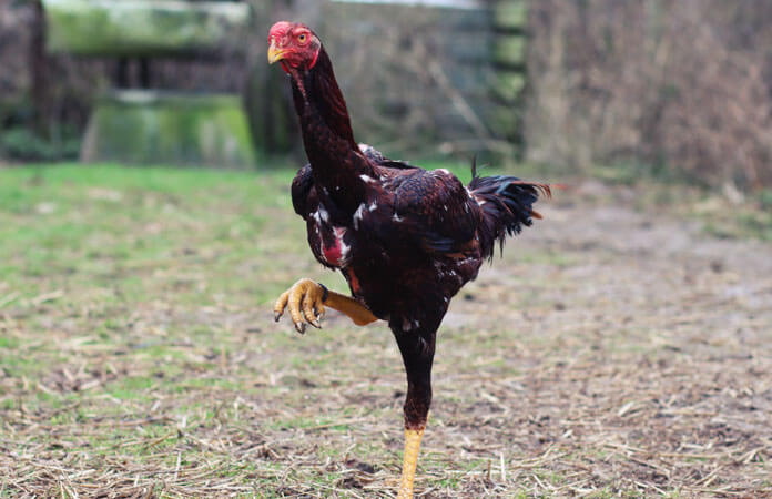 red black malay chicken