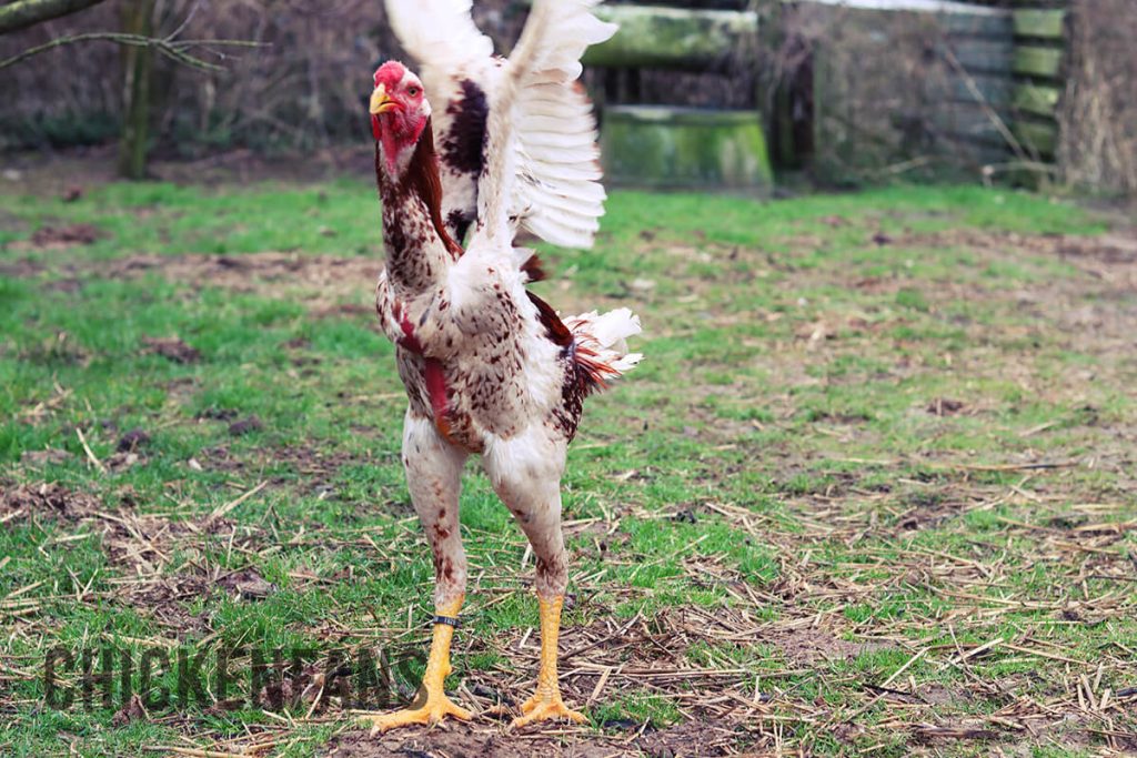 Malay chicken with its wings high in the air