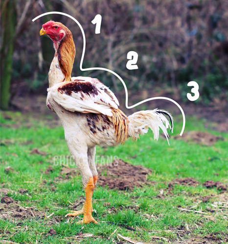 malay chicken with its three signature curves: neck, wings, and tail