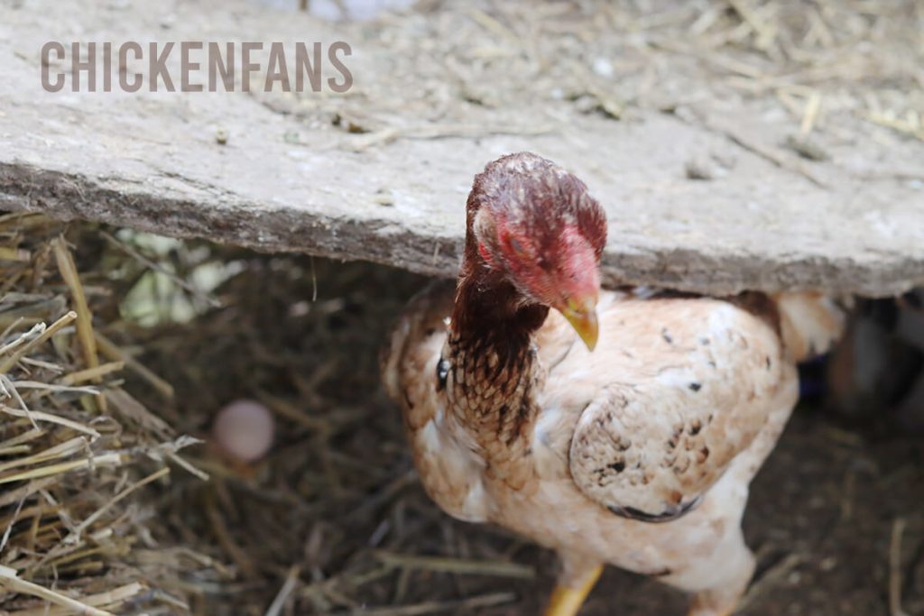 Malay hen coming from its nest with its first egg on the background laying in the nest