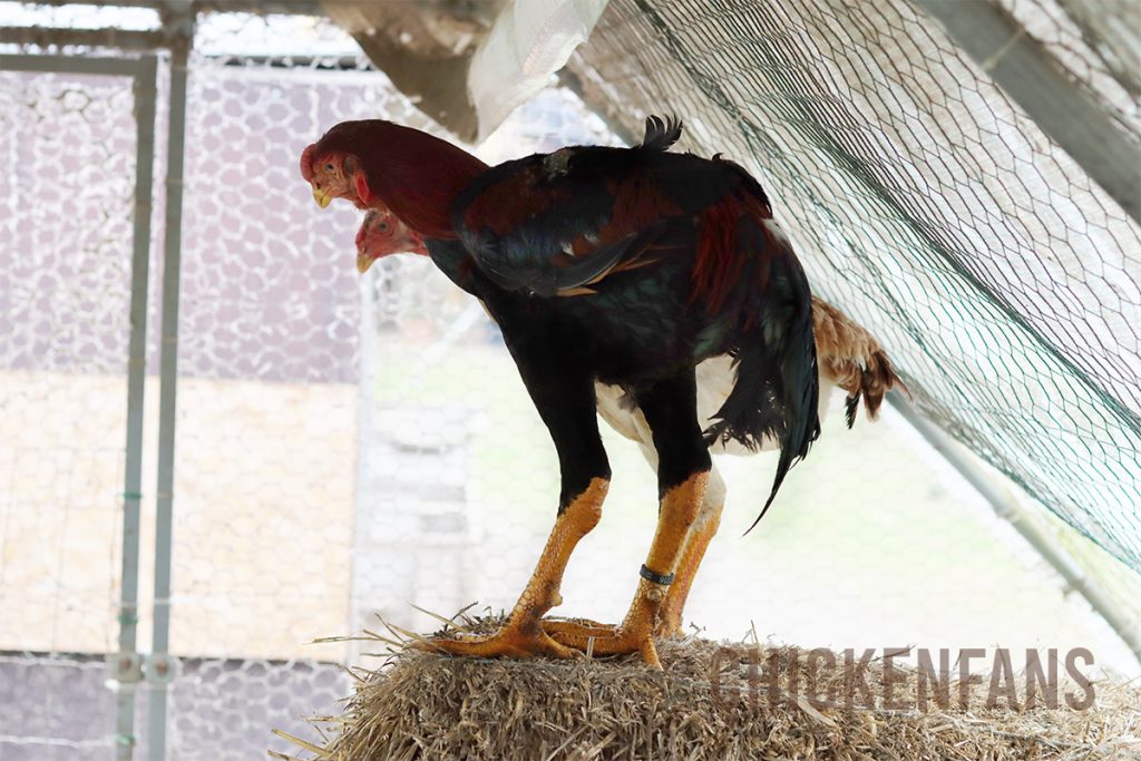 Malay rooster and hen on a straw bale inside of the chicken run