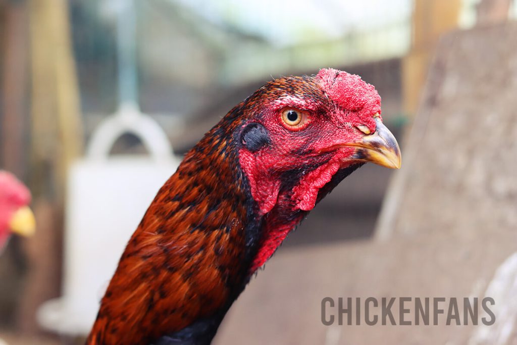 Close up of the head of a black and red Malay rooster