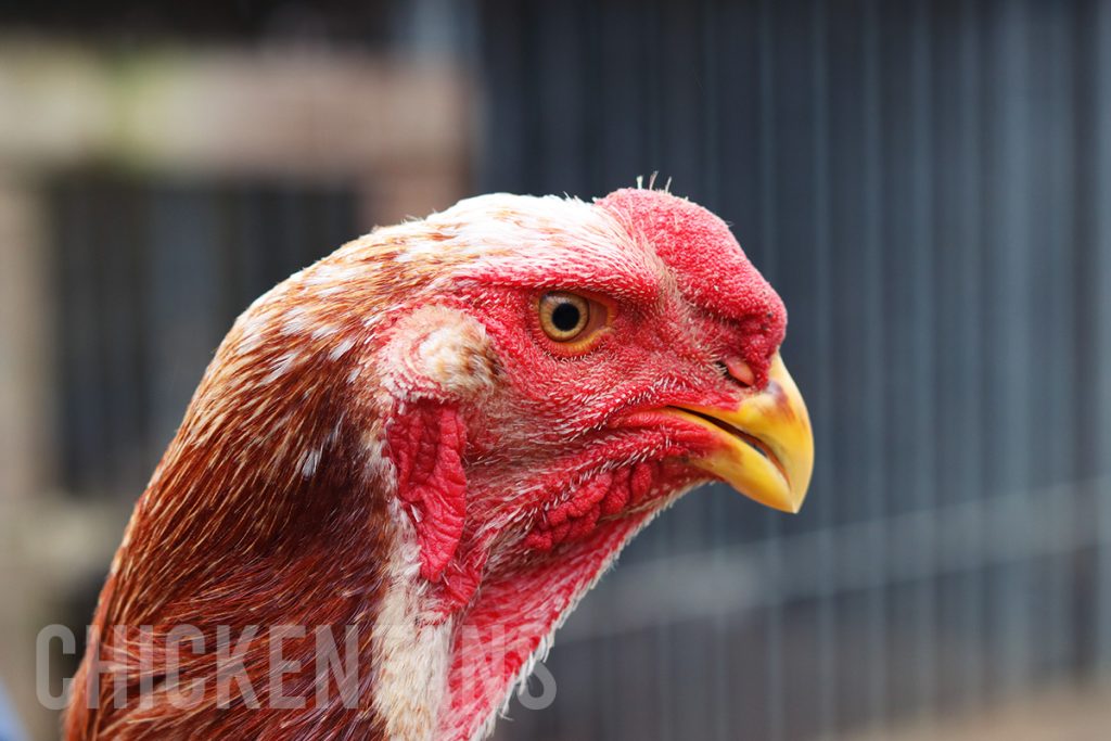 close up of a head of the malay rooster with strong short beak and strawberry comb