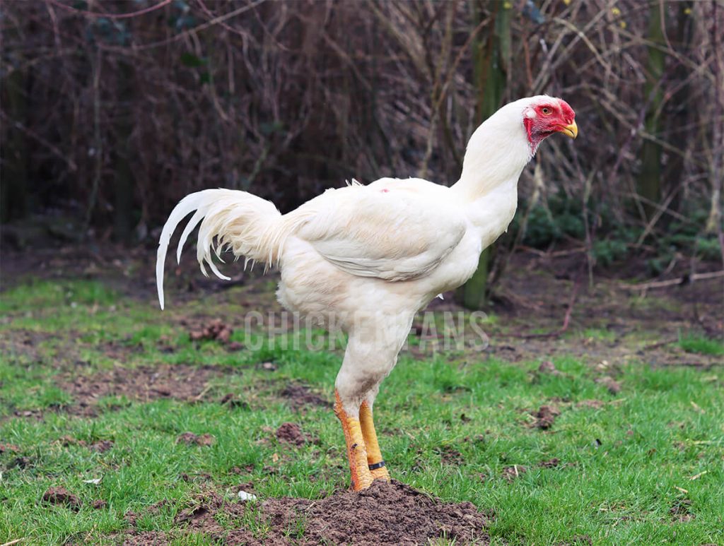 white malay chicken from the side with three signature curves and yellow shanks