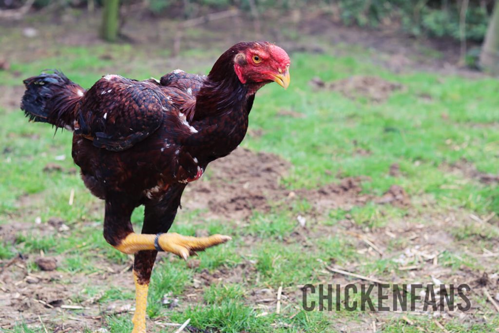 a malay chicken